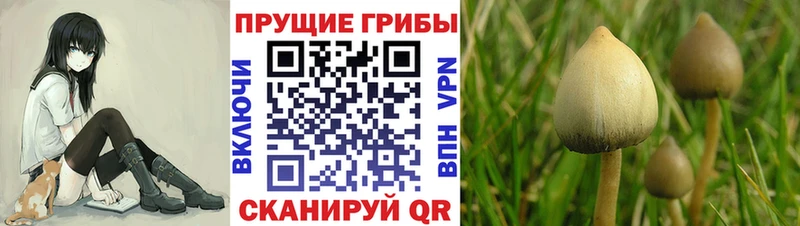 Псилоцибиновые грибы Cubensis  Купить  Арзамас 